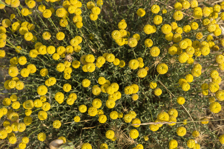 Small yellow flowers growing on wild meadow close up Top viewの写真素材