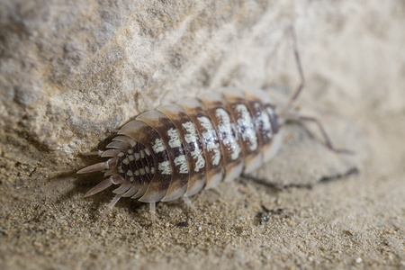Oniscidae Oniscidea Armadillidium vulgare, terrestrial crustacean over sand, In its habitat of humidity and darknessの写真素材