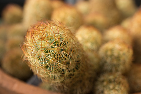 domestic cactus closeup thorns, skewers sharp. Clay pot cactusの写真素材