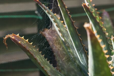 Small spider web clinging to the leaves of a Aloe jucunda Succulent plant Asphodelaceae detail viewの写真素材