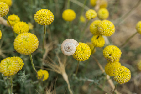 Flower bud with a white ground snail stuck. Small yellow blossom growing on wild meadow Top viewの写真素材