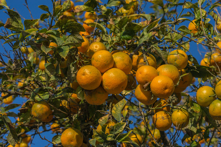Branch of an orange tree, Citrus aurantiumen. Bitter orange.の写真素材
