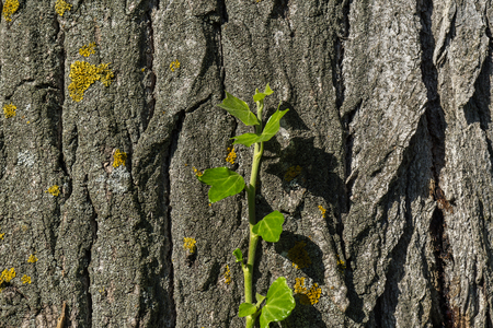 Green climbing plant on old trunk with lichens, branch of ivy growing on the tree trunkの写真素材