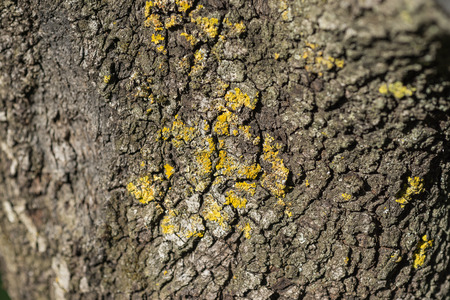 Macro detail of yellowish Lichen on a tree trunkの写真素材