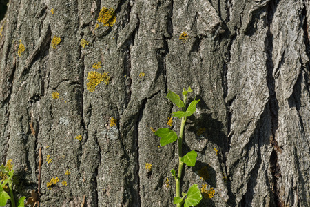Green climbing plant on old trunk with lichens, branch of ivy growing on the tree trunkの写真素材