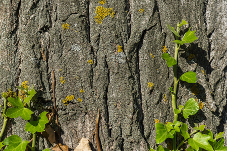 Green climbing plant on old trunk with lichens, branch of ivy growing on the tree trunkの写真素材