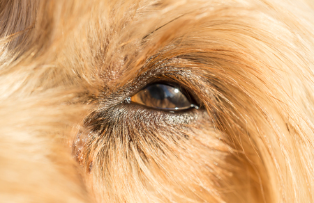Cute dog eye looking up Loving little dog look Yorkshire Terrier brown hairの写真素材