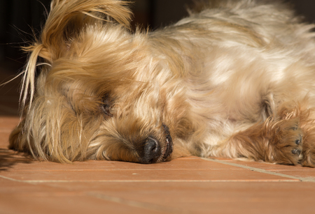 Detail of dog nose and snout, Cute Doggy Sleeping soundly with his head on the floor. Yorkshire Terrier brown doggie warm in the sun. Macro Closeupの写真素材
