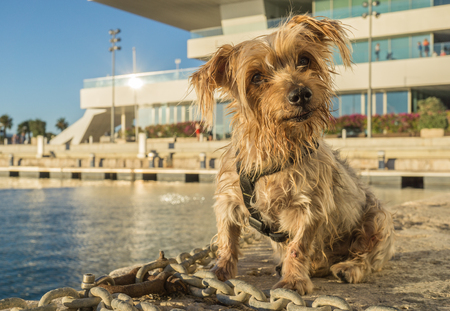 Expressive dog seated. Doggy with curiosity expression doggie tilting his head and raising his ears. Yorkshire Terrier brown dog warm in the sun. Blurry background of a harbor and the seaの写真素材