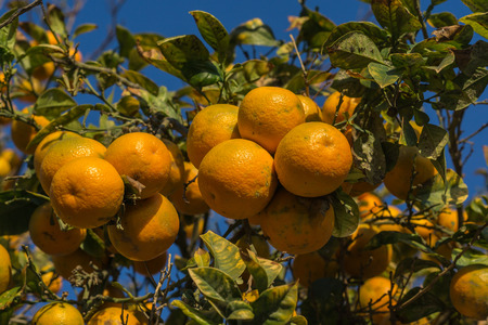 Branch of an orange tree with many fruits, Citrus aurantiumen. Bitter orange.の写真素材
