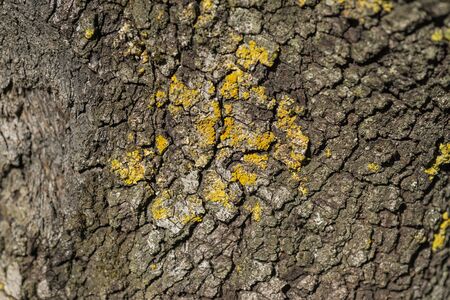 Macro detail of yellowish green Lichen on a tree trunkの写真素材