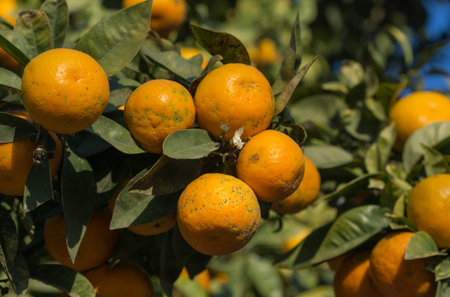 Orange tree plague. Branch of an orange tree with many affected fruits, Citrus aurantiumen. Bitter...
