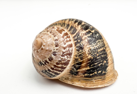 Land snail side view. An isolated snail shell over a white background spiral natural design, brown beige colors.の写真素材