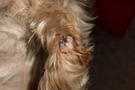 Wart on dog paw, possibly caused by age, skin alteration, close-up macro detailの写真素材