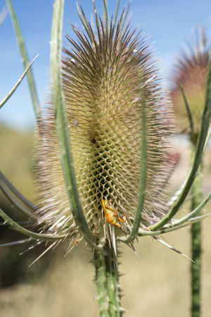 Dry thistle flower on a summer fieldの写真素材