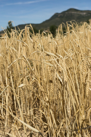 Wheat harvest field, seed gold color planting. Mountain landscapeの写真素材