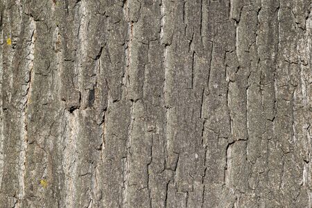 Bark tree trunk pattern detail wooden texture brownの写真素材