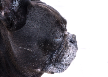 Black french bulldog, dog profile portrait, isolated white backgroundの写真素材