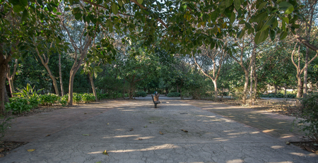 Old dry riverbed of the River Turia, Valencia, Spain. Walk under the shade of leafy and old treesの写真素材