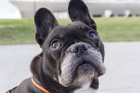 Black french bulldog, looking up pitiful. Looking sideways and turning the head, asking for foodの写真素材