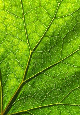 Detail of the texture and pattern of a fig leaf plant, the veins form similar structure to an inverted green treeの写真素材