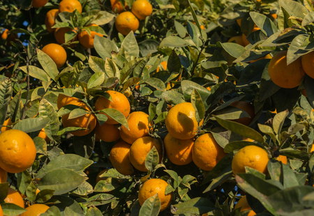 Orange tree plague. Branch of an orange tree with many affected fruits, Citrus aurantiumen. Bitter orange.の写真素材