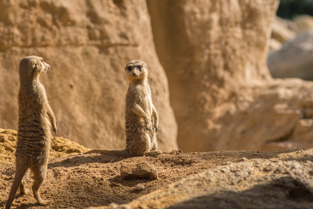 Two alert Meerkats in the desert on sand floor standing looking at the horizon on guard curious gesture, with Warm colors and sunlight, suricate, Suricata, suricattaの写真素材