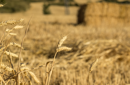 Ears of golden wheat. Corn harvesting wheat field at background a baleの写真素材