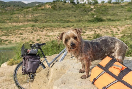 Expressive Dog wet after swimming, with a life acket and a water toy. Doggy with curiosity expression doggie. Yorkshire Terrier brown dogの写真素材
