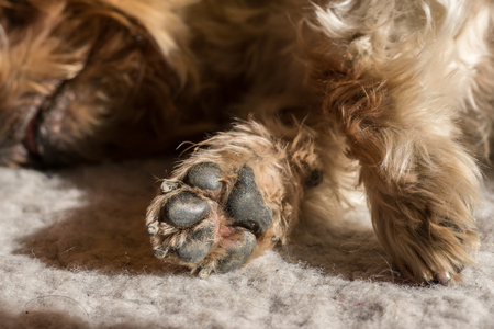 Dog paw pad in macro detail. Cute sleeping doggie Yorkshire Terrier brown hair between doggy paws worn by yearsの写真素材