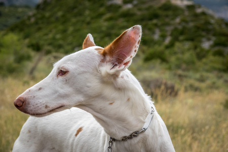 Podenco Ibicenco - White Ibizan Warren Hound, is one of the medium-sized greyhounds descended from the dogs of ancient Egypt. Very old and pure race. Portrait, detail of long snout and earsの写真素材