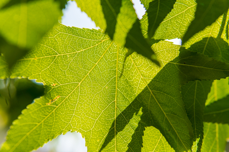 texture pattern of a leaf plant, the veins form similar structure to an inverted green tree spring seasonの写真素材