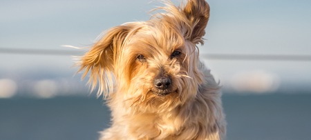Funny dog with curiosity expression. blurred nautical background. Doggy hairy ear flying in the wind, nose and snout, Yorkshire Terrier brown. Hey whats up, curiosity expressionの写真素材