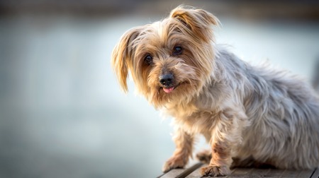 lovely and funny dog with curiosity expression. Copy space, Isolated blurred background. Doggy hairy ears, nose and snout, Yorkshire Terrier brown. Hey whats up, curiosity expressionの写真素材
