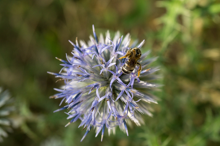A close up of a bee with her pollen basket full On a flower Jasione montanaの写真素材