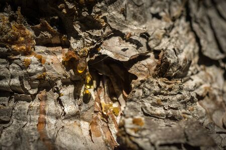 pine resin drop on tree bark, macro detail closeup crystallizedの写真素材
