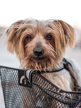 Small dog sitting being carried in bicycle basket. doggy strolling in the bike basket. Circulating safely with safety beltの写真素材