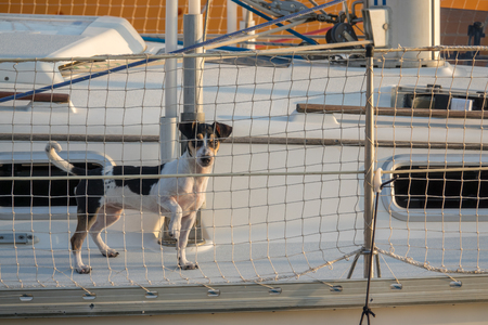 Cute dog on board luxury yacht deck Little doggy on a sailing boat, looking through safety netの写真素材