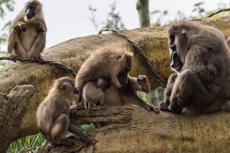 Drill family of baboons mandrel preening another, Dril Mandrillus leucophaeus Cercopithecidaeの写真素材