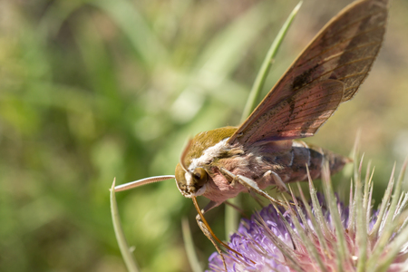 macro hawk moth macro detail extracting nectar from a thistle in springtime bugs, insectの写真素材