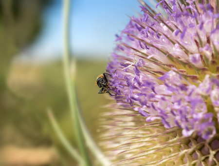 macro bee pollinating detail extracting pollen from a thistle in springtime bugs, insectの写真素材