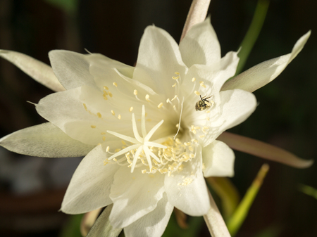 flower Queen of Night Epiphyllum oxypetalum with a bee pollinating, fragrant flower blooms at night. Nisagandhi bethlehem lilly cactus flowerの写真素材