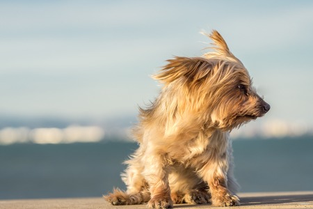 Funny dog with curiosity expression, blurred nautical background. Doggy hairy ear flying in the wind, Yorkshire Terrier brown. Hey whats up, curiosity expressionの写真素材