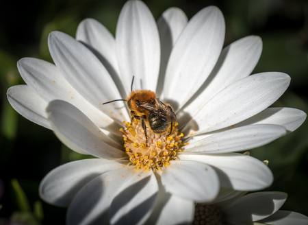 white Daisy flowers with bee pollinating, macro close-upの写真素材