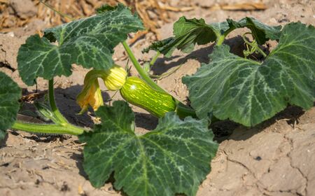 gourd, calabash, cucurbit entire plant with root and flowers, creeping plant on the groundの写真素材