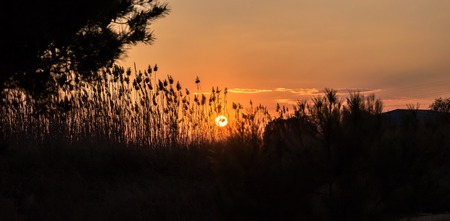 backlight silhouettes sunset, tall grass in the rays of the rising sun backgroundの写真素材