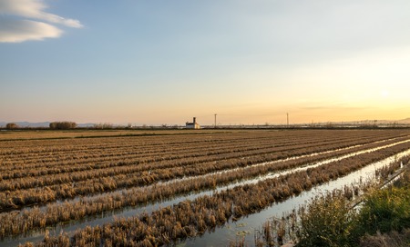 Flooded rice paddy and traditional Mediterranean farm house, Albufera Valencia, Spainの写真素材