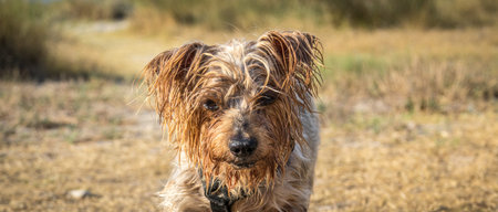 Dog portrait deep looking straight ahead while advancing challenging attitude with copy space, cute...