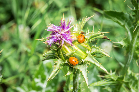 Multicoloured ladybird ladybug Harmonia axyridis on a thistle flowerの写真素材