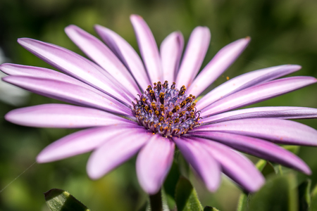 Violet purple Daisy flowers macro close-up blossomの写真素材